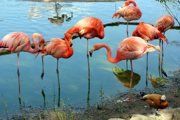 Beaux Flamants Roses Couleur Rouge — Photo