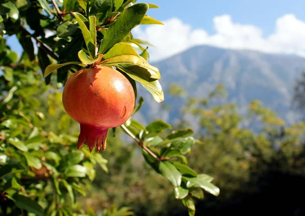 Plody Granátového Jablka Větvi Royalty Free Stock Obrázky