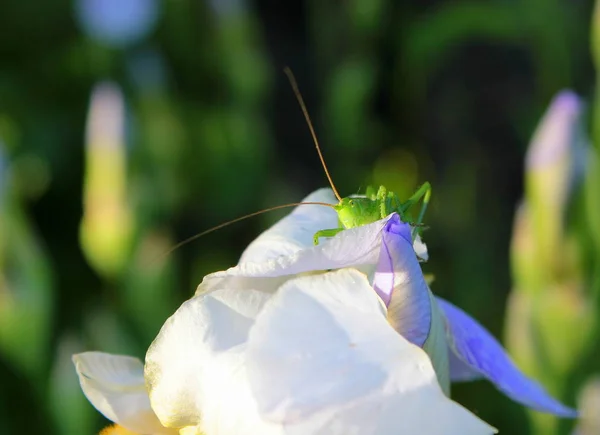 Makro Kobylku Skrývá Květiny Iris Letním Dni Stock Snímky