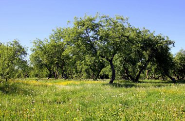 Yazın eski elma bahçesi