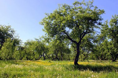 Yazın eski elma bahçesi