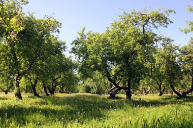 Yazın eski elma bahçesi
