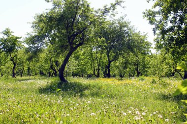 Yazın eski elma bahçesi