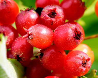 Olgun alıç meyve bir yaz gününde