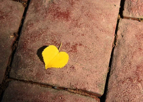 Valentine\'s Day. Leaf in the form of a heart