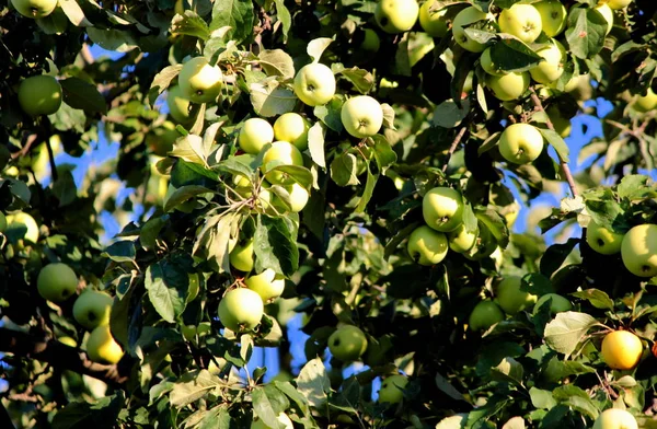Äpplen Ett Träd — Stockfoto