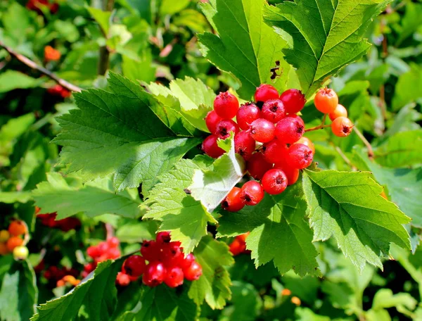 Ripe Hawthorn Fruit Summer Day — Stock Photo, Image
