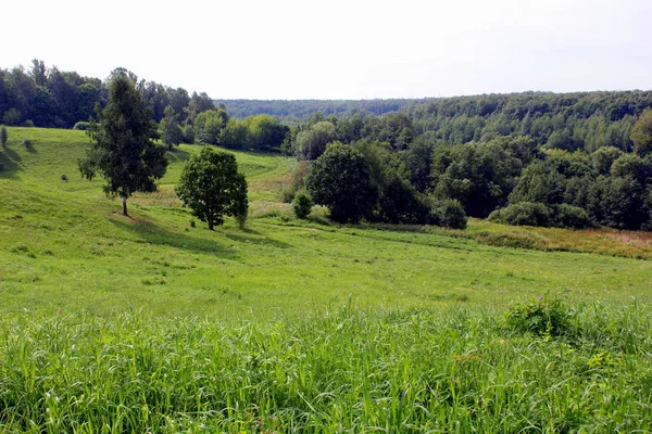 Landschaft Mit Grünem Feld Und Blauem Himmel — Stockfoto