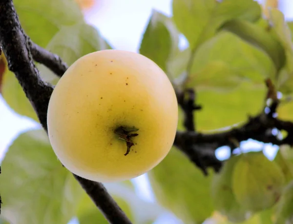 木の上のリンゴ — ストック写真