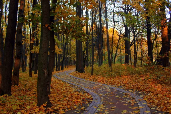 Automne Dans Parc — Photo