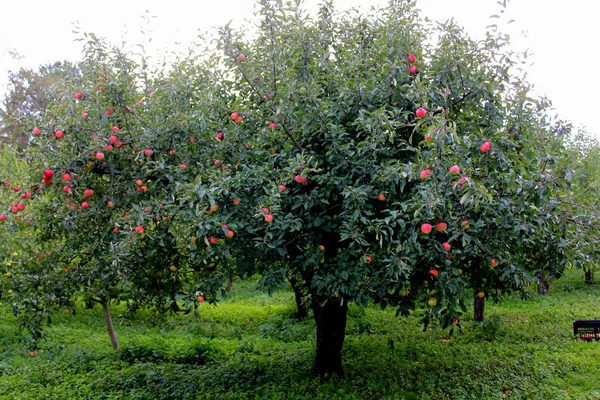 Jablka Stromě Stock Snímky