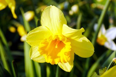 Sarı nergis. Sarı nergis çiçek ya da nergis yeşil g