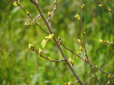 İlkbaharda bir ağaç dalı üzerinde çiçek tomurcukları.