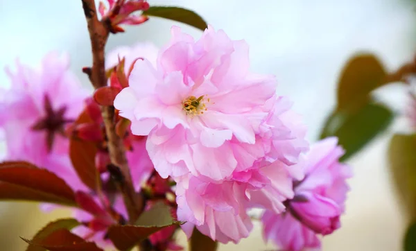 Sakura. Sakura flowers close up. Beautiful pink cherry flowers. — Stock Photo, Image