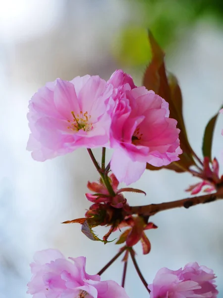 Pink beautiful blooming flowers. Close up. Selective focus. — Stock Photo, Image