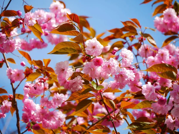 Beautiful flowering branches of Sakura. Pink flowering branches — Stock Photo, Image