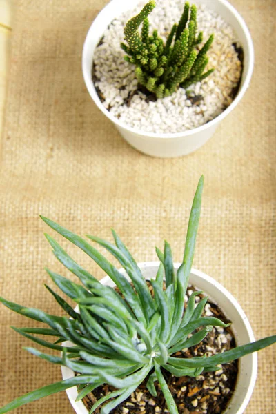 Picture Succulent Cactus Planted White Pot Wood Table Indoor Decoration — Stock Photo, Image