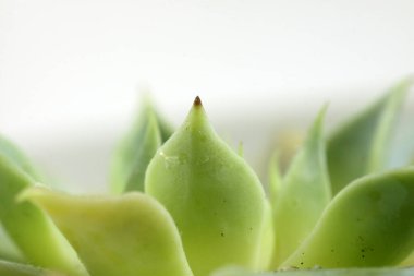 Echeveria, Orta Amerika, Meksika ve Güney Amerika 'nın yarı çöl bölgelerine özgü Crassulaceae familyasından büyük bir bitki cinsidir..