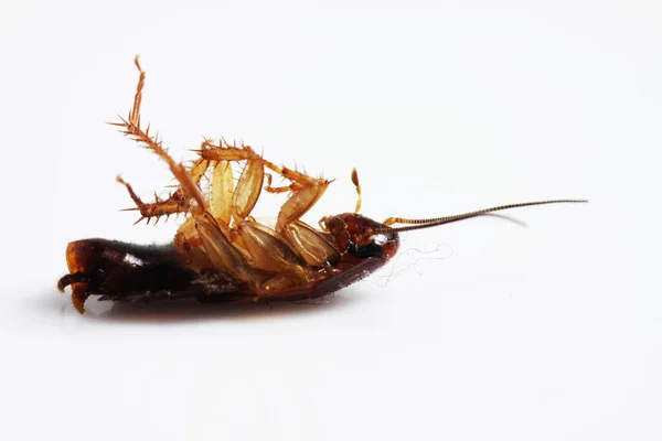 Dode Bruine Kakkerlak Toepassing Van Insectenwerend Middel Voor Ongediertebestrijding Close — Stockfoto