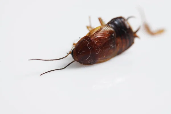 Dead brown cockroach after aplication of insect repellent for pest controlling. Close up shot on a white isolated background.