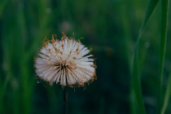 Dandelion Mais Branco Fofo Após Chuva — Fotografia de Stock