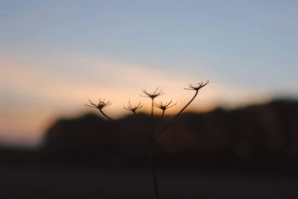 Dry Dill Sky — Stock Photo, Image