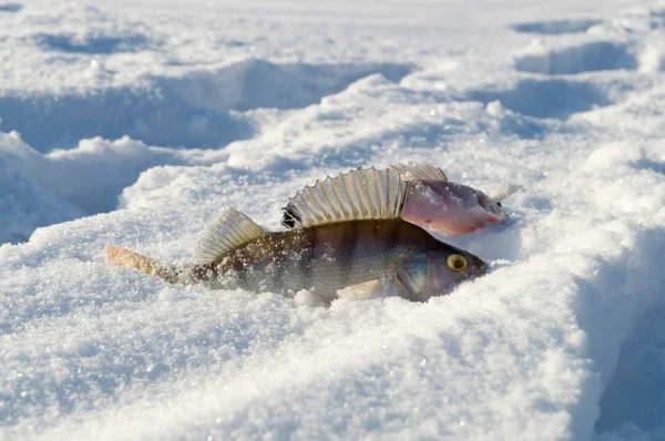 Vinterfiske Sjön — Stockfoto