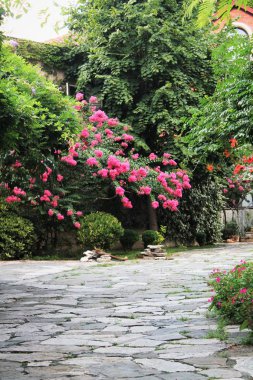 Bahçedeki Hint leylak