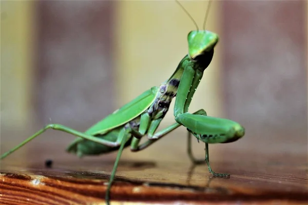 Mantis Table Waiting Food — Stock Photo, Image
