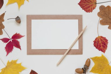 Sonbahar kompozisyon. Çerçeve sonbahar kırmızı sarı yapraklar ve çiçekler yapılmış. Düz yatıyordu, en iyi görünüm, kopya alanı