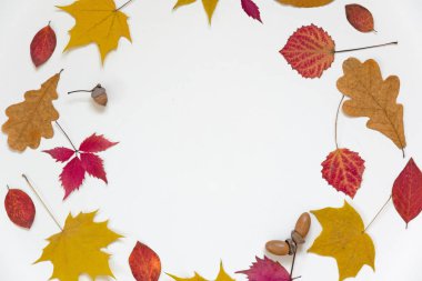 Sonbahar kompozisyon. Çerçeve sonbahar kırmızı sarı yapraklar ve çiçekler yapılmış. Düz yatıyordu, en iyi görünüm, kopya alanı