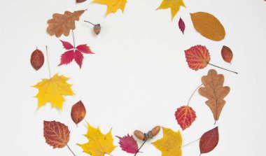 Sonbahar kompozisyon. Çerçeve sonbahar kırmızı sarı yapraklar ve çiçekler yapılmış. Düz yatıyordu, en iyi görünüm, kopya alanı