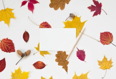 Sonbahar kompozisyon. Çerçeve sonbahar kırmızı sarı yapraklar ve çiçekler yapılmış. Düz yatıyordu, en iyi görünüm, kopya alanı