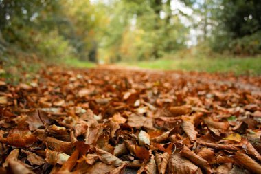 Düşmüş bir ormanda sırasında Hollanda Sonbaharda yapraklar