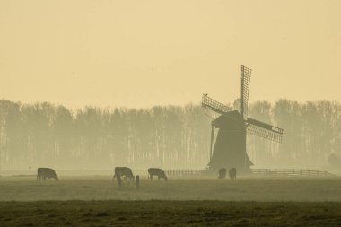 Bazı inekler ile Hollanda'da Mill