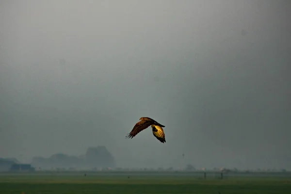 Kahverengi Harrier Yatay Uçan — Stok fotoğraf