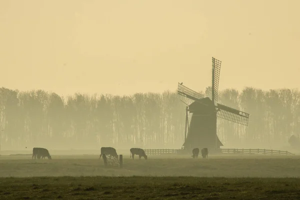 Mill Holland Some Cows — Stock Photo, Image