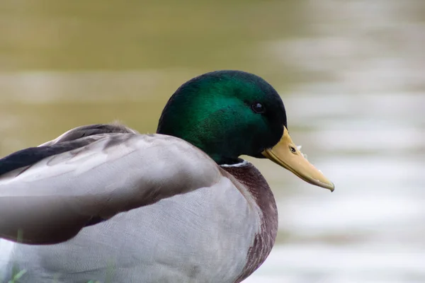 Male duck with a green head