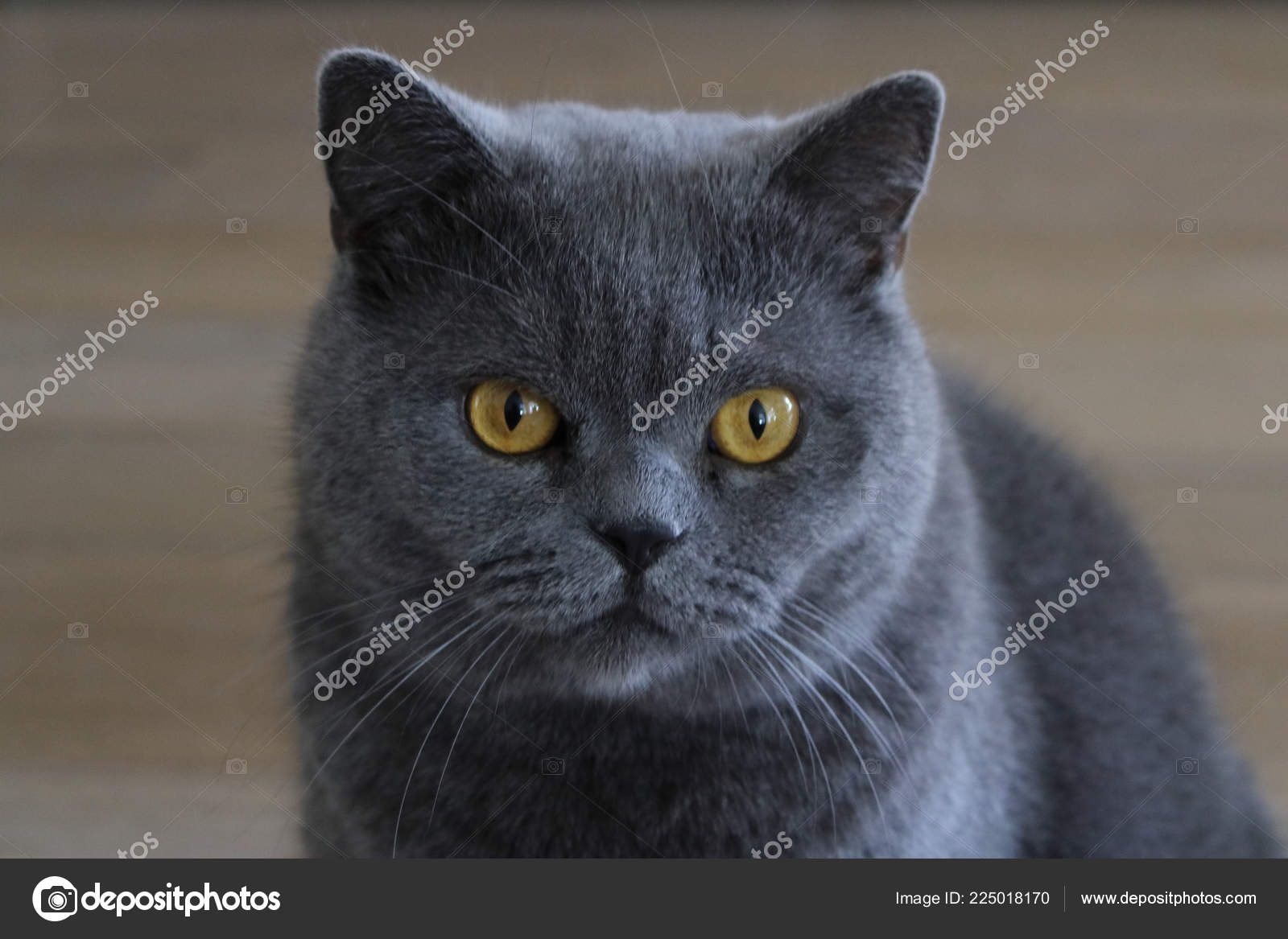 Grey Cat Yellow Eyes Looking You British Shorthair Stock Photo