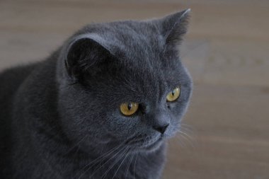 Gri kedi sarı gözler, Britanya ile ilgili stenografi