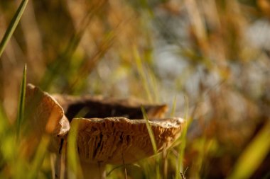 Bir ormandaki düşme sırasında tek mantar