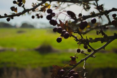 Asılı çilek bir mavi tr yeşil arka plan ağaç