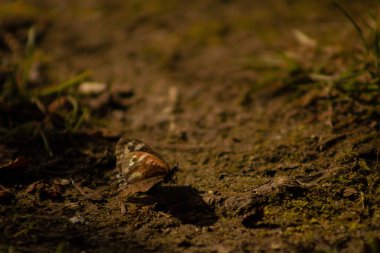 Yere düşme sırasında ormanda kelebek.