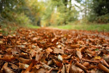 Düşmüş bir ormanda sırasında Hollanda Sonbaharda yapraklar