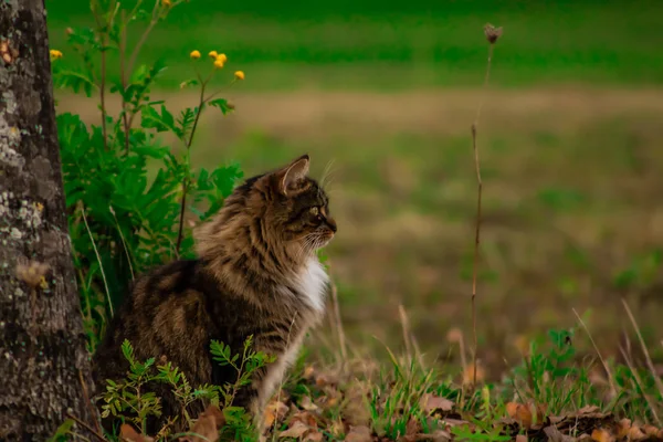 Cat Maincoon Sitting Next Tree — Stock Photo, Image