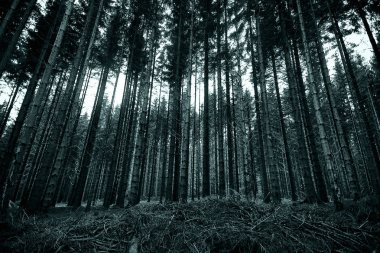 Ormanda ağaçlar - siyah beyaz