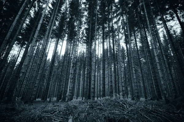 Tall Pine Trees Czarno Białe — Zdjęcie stockowe