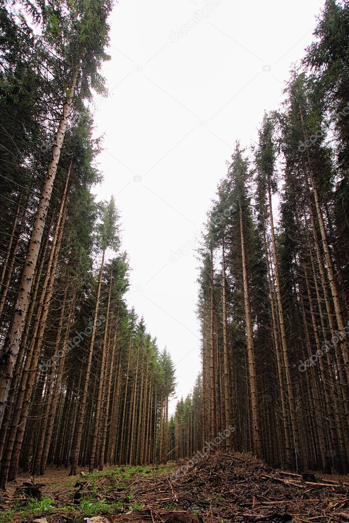 Long pine trees in the forest