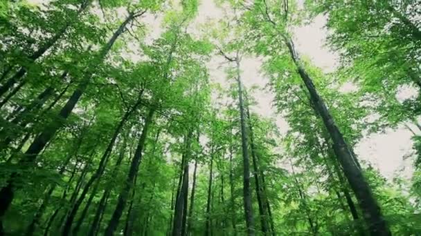 Hosszú Fák Erdőben Alacsony Látószögű Nézetből — Stock videók