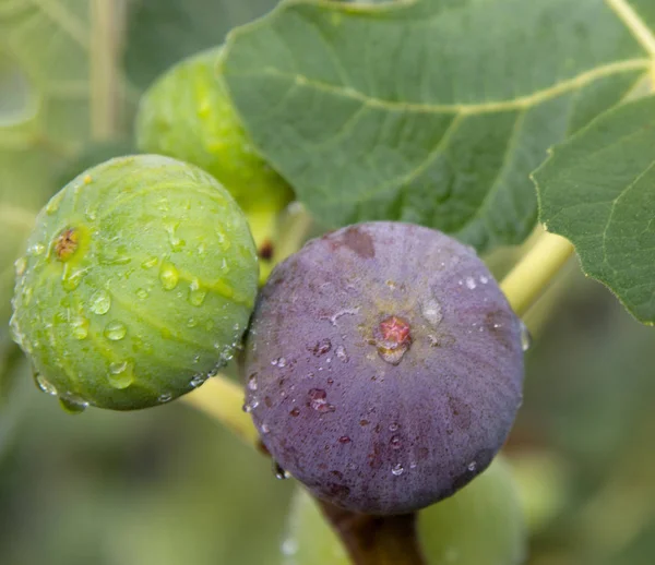 Green Violet Figs Rain Close — Stock Photo, Image
